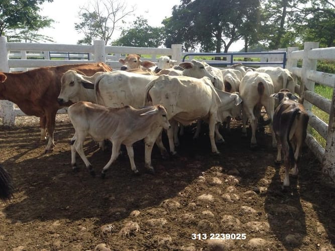 Finca en venta en 20 De Julio, Villavicencio, 350 m² · foto 7 de 10