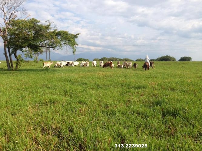 Finca en venta en 20 De Julio, Villavicencio, 350 m² · foto 3 de 10