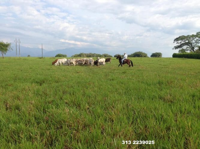 Finca en venta en 20 De Julio, Villavicencio, 350 m² · foto 5 de 10