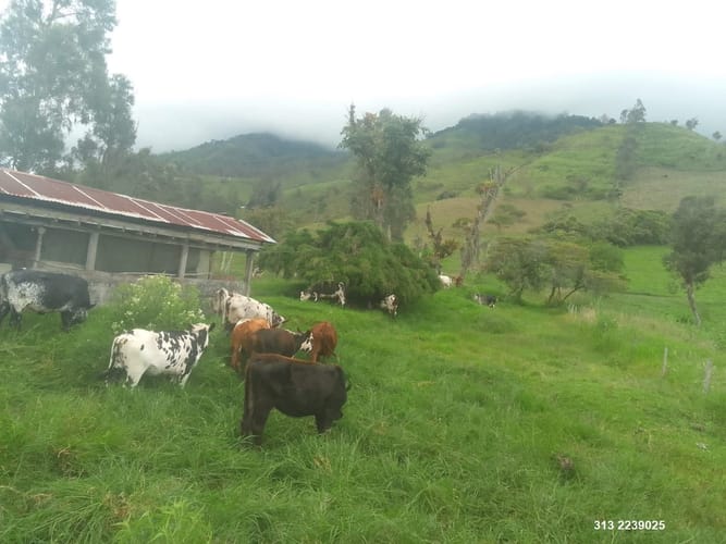 Finca en venta en Centro, Ibagué, 359 m² · foto 9 de 11