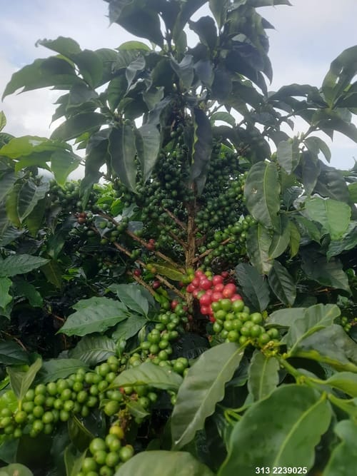 Finca en venta en Centro, Ibagué, 359 m² · foto 10 de 11