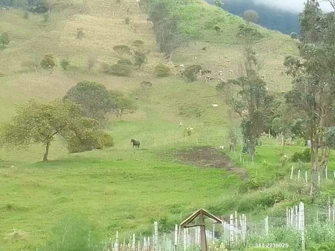 Finca en venta en Centro, Ibagué, 359 m² · foto 4 de 11