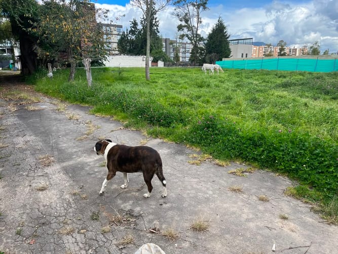 Lote en venta en Calahorra, Cajicá, 3200 m² · foto 2 de 3