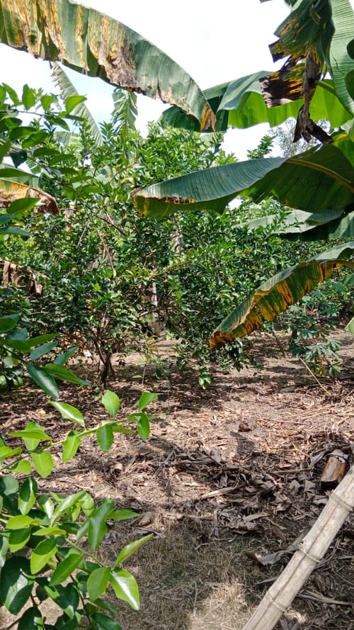 Finca en venta en Ayacucho - La Buitrera, Palmira, 200 m² · foto 2 de 14