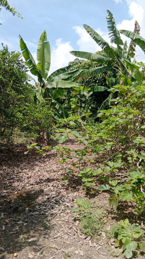 Finca en venta en Ayacucho - La Buitrera, Palmira, 200 m² · foto 3 de 14