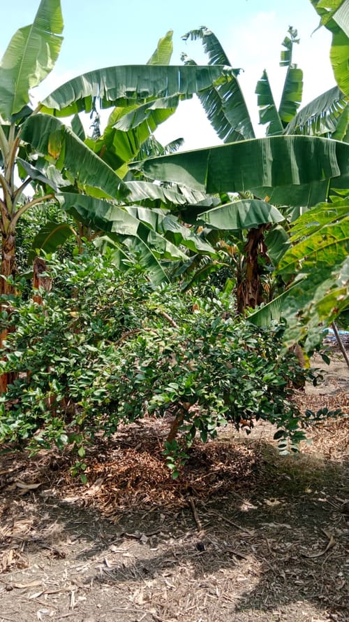 Finca en venta en Ayacucho - La Buitrera, Palmira, 200 m² · foto 4 de 14