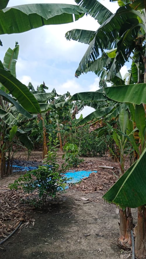 Finca en venta en Ayacucho - La Buitrera, Palmira, 200 m² · foto 14 de 14