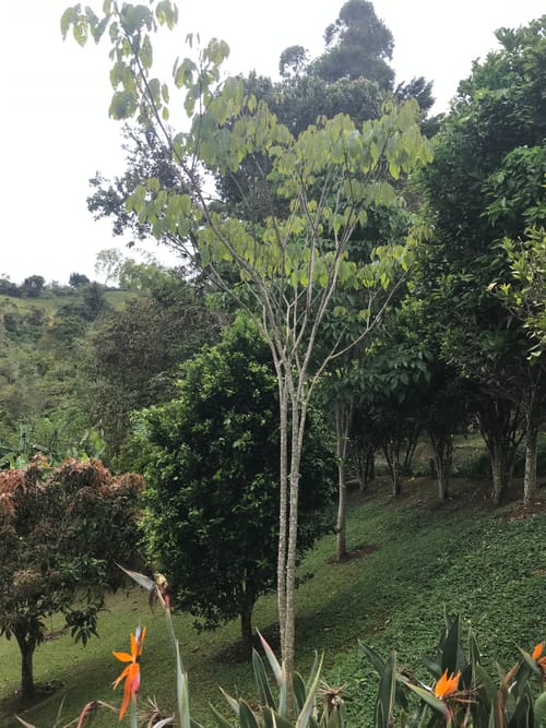 Lote en venta en La Elvira, Cali, 4000 m² · foto 4 de 10
