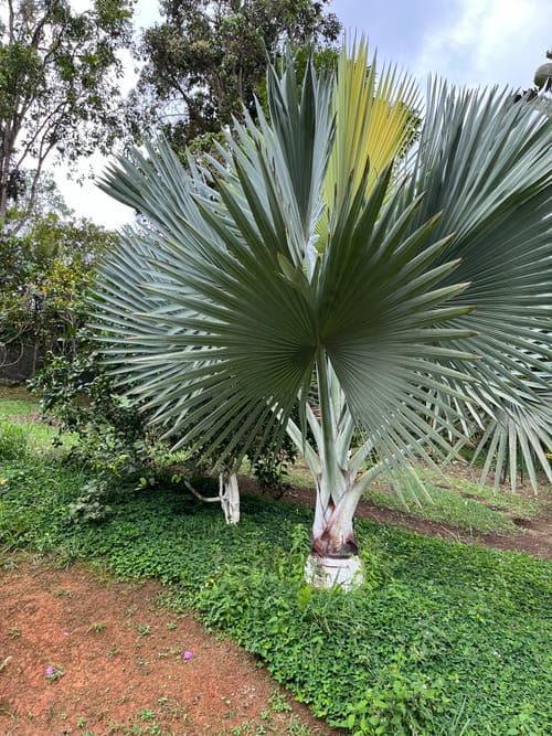 Lote en venta en La Elvira, Cali, 4000 m² · foto 8 de 10