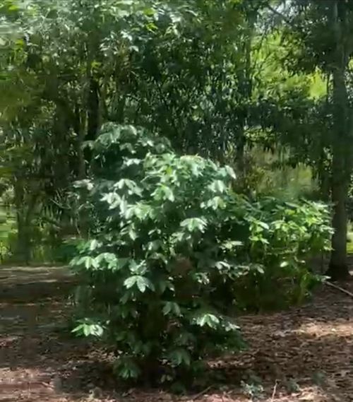 Finca en venta en Pasacaballos Ii, Cartagena, 324 m² · foto 19 de 24