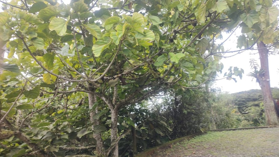 Finca en venta en El Saladito, Cali, 150 m² · foto 13 de 24