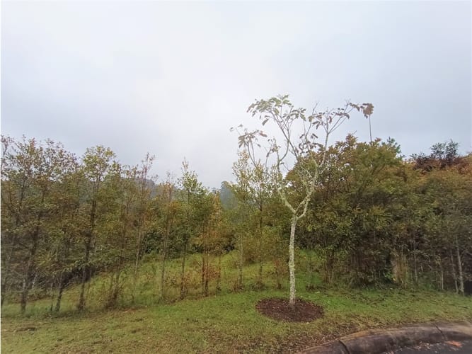 Lote en venta en Pantanillo, El Retiro, 8230 m² · foto 8 de 11