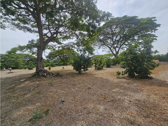 Lote en venta en Matapalo, Palmira, 10500 m² · foto 5 de 15