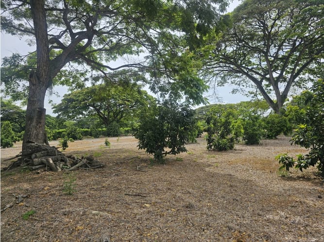 Lote en venta en Matapalo, Palmira, 10500 m² · foto 7 de 15