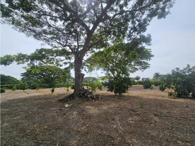 Lote en venta en Matapalo, Palmira, 10500 m² · foto 8 de 15