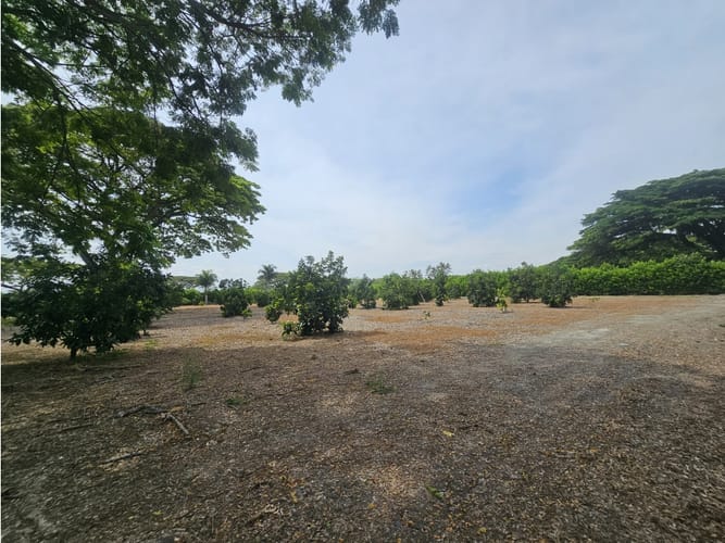 Lote en venta en Matapalo, Palmira, 10500 m² · foto 9 de 15