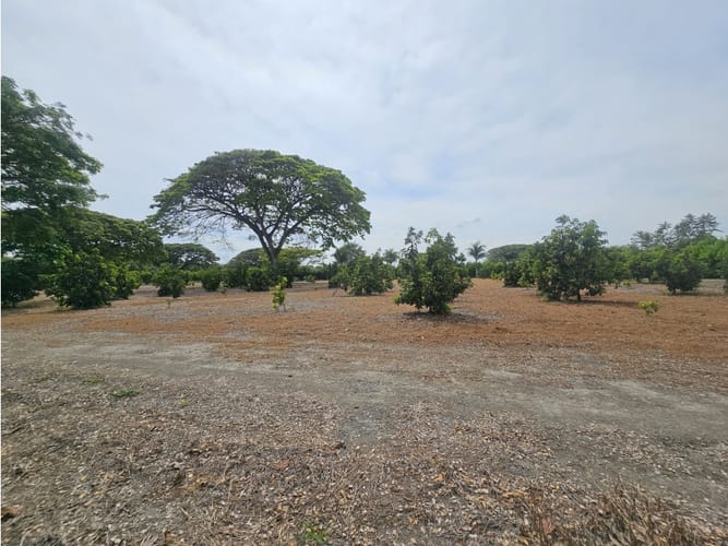 Lote en venta en Matapalo, Palmira, 10500 m² · foto 11 de 15