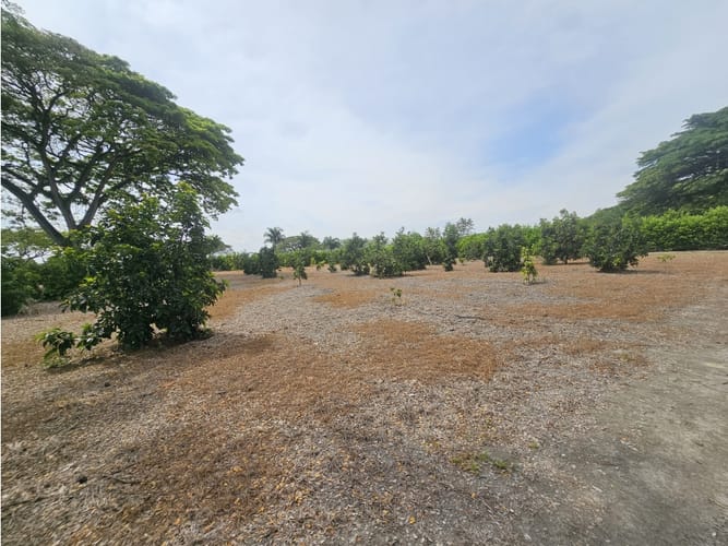 Lote en venta en Matapalo, Palmira, 10500 m² · foto 14 de 15