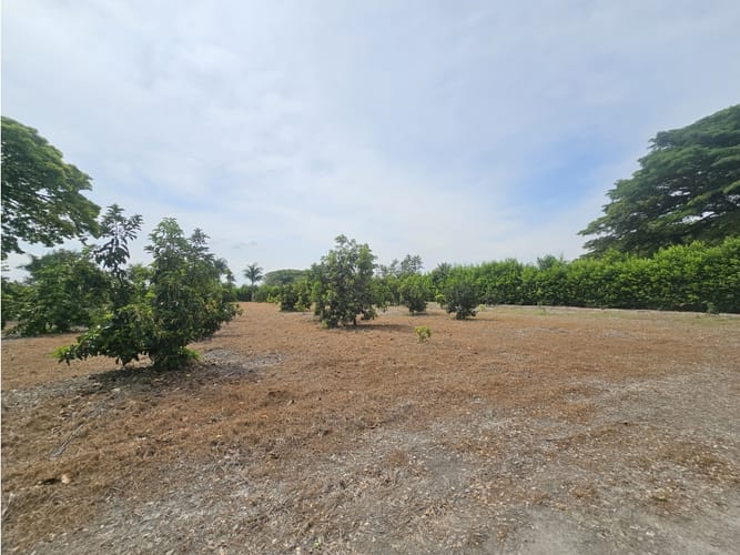 Lote en venta en Matapalo, Palmira, 10500 m² · foto 15 de 15