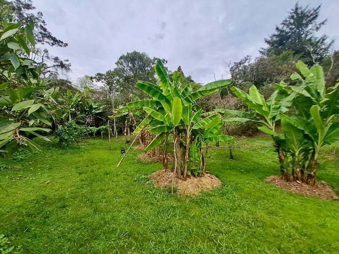 Finca en venta en La Sonadora, El Carmen de Viboral, 3512 m² · foto 20 de 24