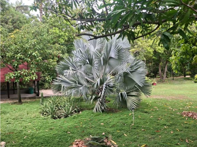 Finca en venta en Corregimiento De Bonda, Santa Marta, 130 m² · foto 11 de 18