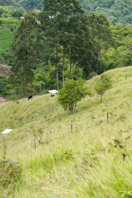 Finca en venta en El Chaquiro, Dosquebradas, 34500 m² · foto 10 de 20