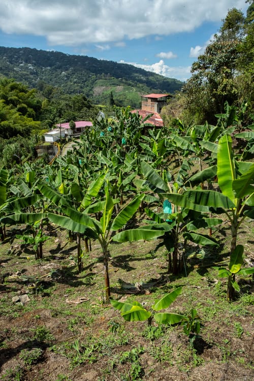 Finca en venta en El Chaquiro, Dosquebradas, 34500 m² · foto 14 de 20