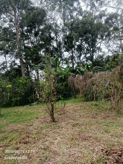 Lote en venta en San Miguel, Piedecuesta, 2632 m² · foto 3 de 9
