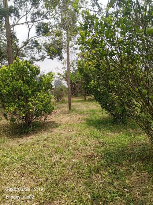 Lote en venta en San Miguel, Piedecuesta, 2632 m² · foto 4 de 9