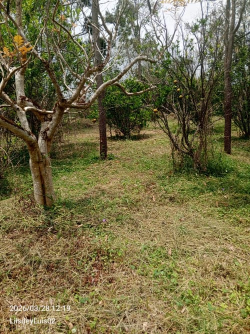 Lote en venta en San Miguel, Piedecuesta, 2632 m² · foto 6 de 9