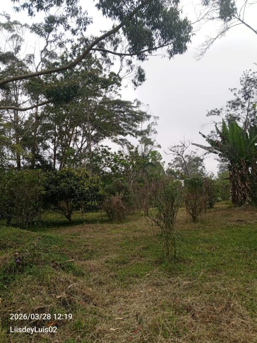 Lote en venta en San Miguel, Piedecuesta, 2632 m² · foto 7 de 9