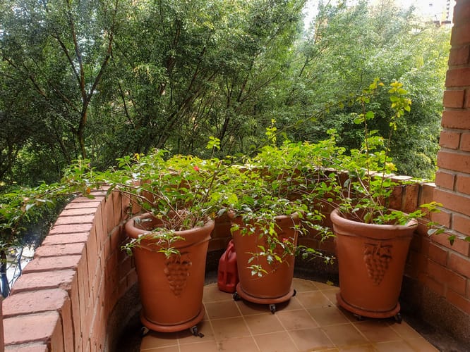 Apartamento de 3 alcobas en arriendo en El Poblado, Medellín, 255 m² · foto 18 de 20