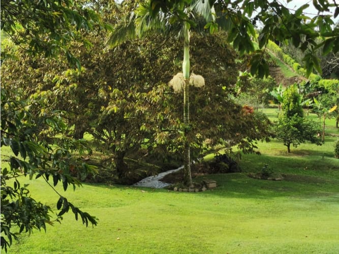 Finca en venta en Combia, Pereira, 300 m² · foto 7 de 24