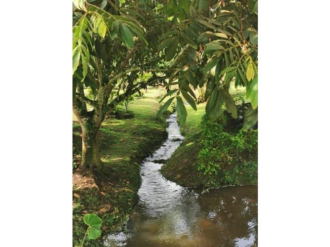 Finca en venta en Combia, Pereira, 300 m² · foto 8 de 24