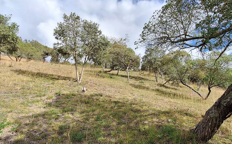 Lote en venta en Altos De Yerbabuena, Chía, 12140 m² · foto 11 de 19