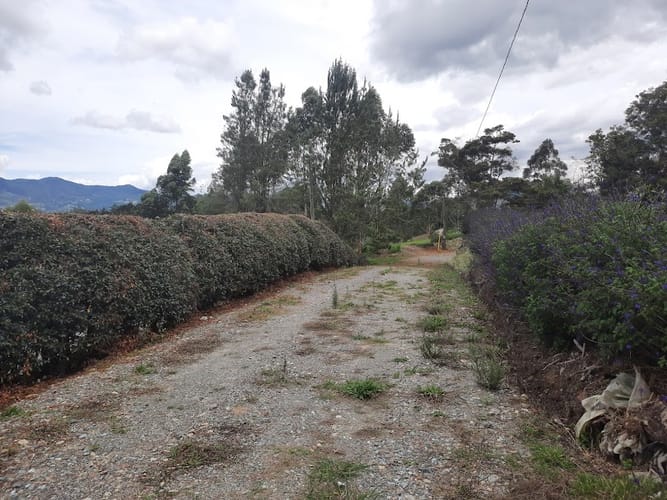 Lote en venta en El Carmen De Viboral, El Carmen de Viboral, 3163 m² · foto 4 de 17