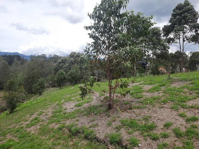 Lote en venta en El Carmen De Viboral, El Carmen de Viboral, 3163 m² · foto 6 de 17