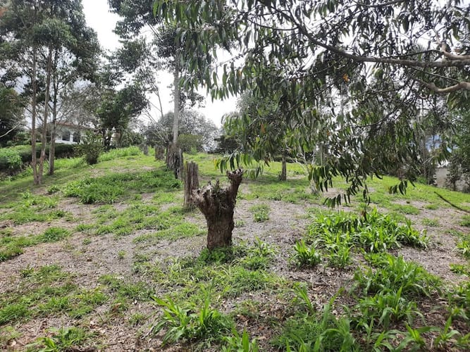 Lote en venta en El Carmen De Viboral, El Carmen de Viboral, 3163 m² · foto 14 de 17