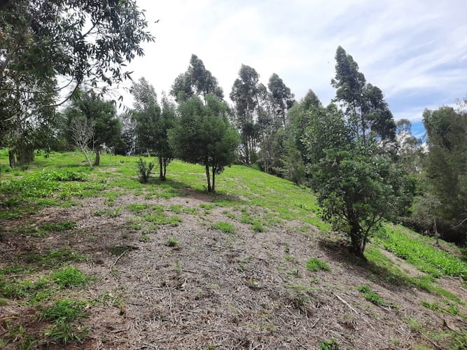 Lote en venta en El Carmen De Viboral, El Carmen de Viboral, 3163 m² · foto 16 de 17