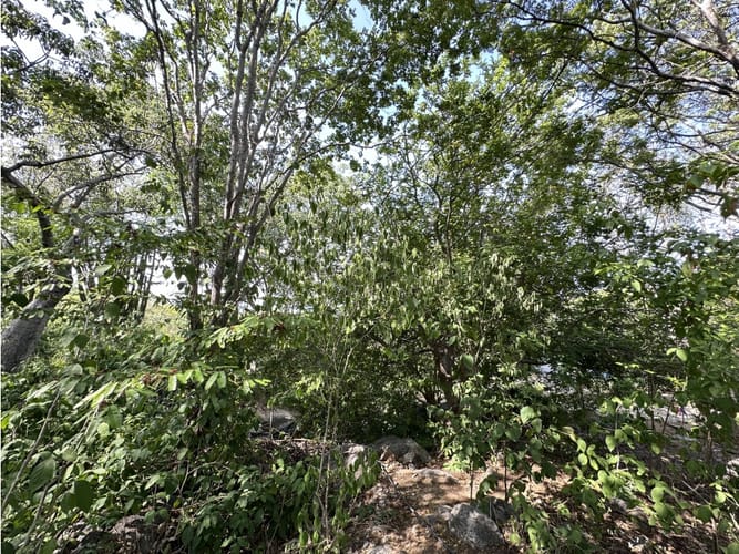 Lote en venta en Corregimiento De Minca, Santa Marta, 400 m² · foto 4 de 7