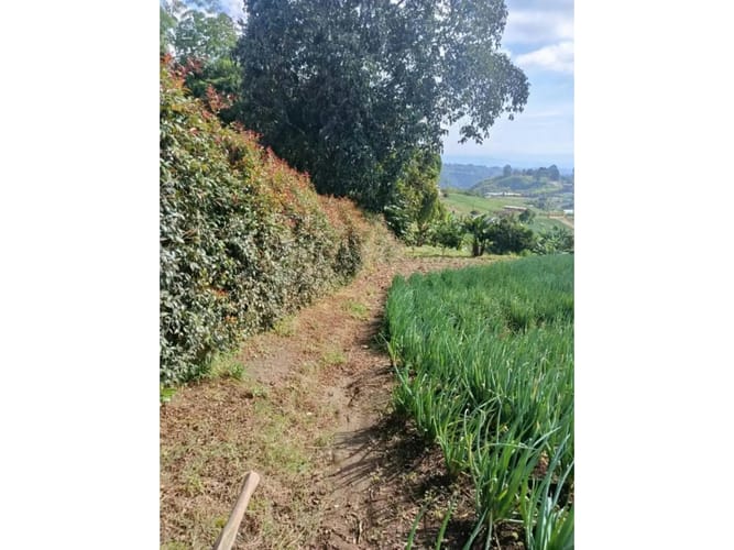 Lote en venta en La Bella, Pereira, 2000 m² · foto 7 de 12