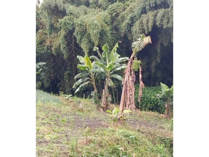 Lote en venta en La Bella, Pereira, 2000 m² · foto 9 de 12