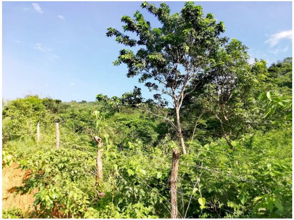 Lote en venta en Corregimiento De Bonda, Santa Marta, 2000 m² · foto 10 de 17