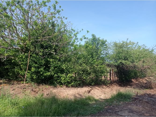 Lote en venta en Vista Hermosa Sur, Santa Marta, 1397 m² · foto 8 de 17