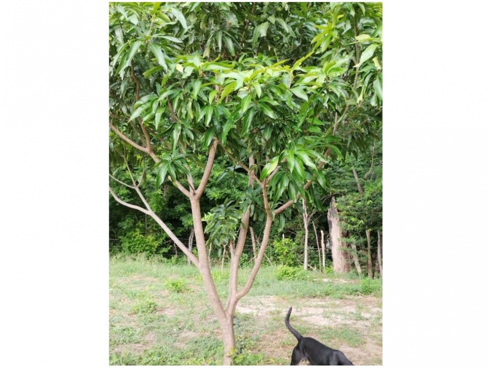 Finca en venta en Corregimiento De Bonda, Santa Marta, 120 m² · foto 11 de 12