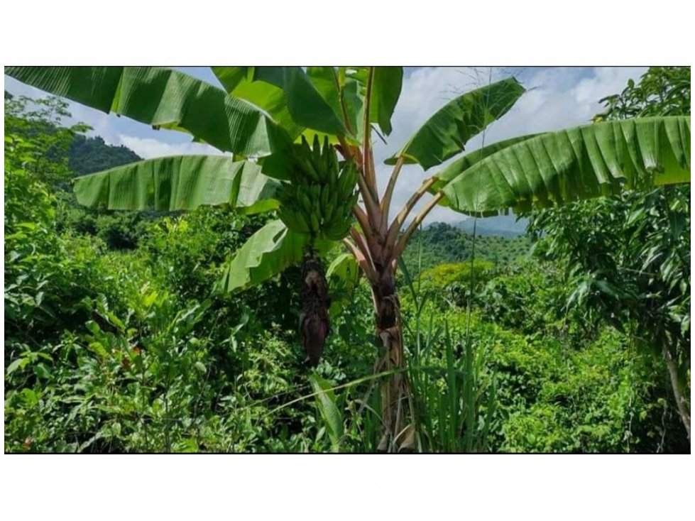 Finca en venta en Corregimiento De Minca, Santa Marta, 60 m² · foto 8 de 14