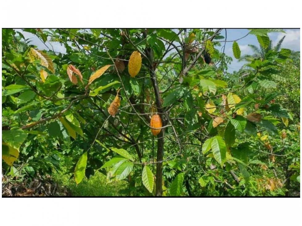 Finca en venta en Corregimiento De Minca, Santa Marta, 60 m² · foto 9 de 14