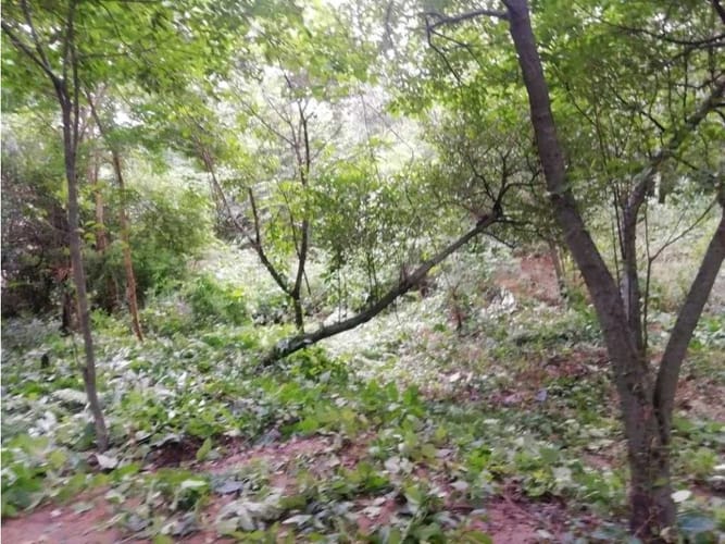 Lote en venta en Bonda, Santa Marta, 15752 m² · foto 2 de 7