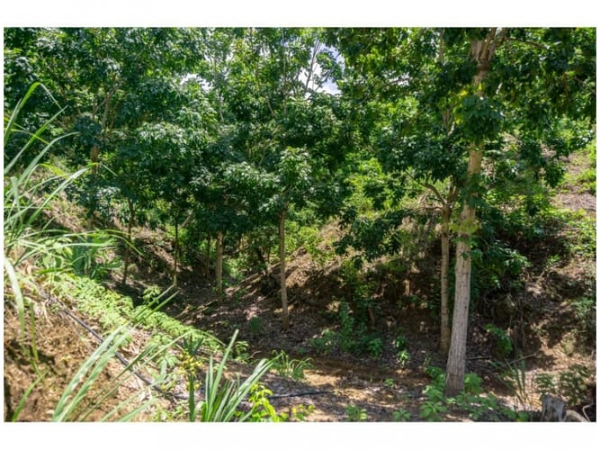Finca en venta en Calabazo, Santa Marta · foto 24 de 24