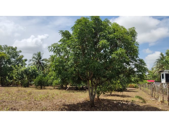 Lote en venta en Boca De La Ceiba, Montería, 9027 m² · foto 18 de 24